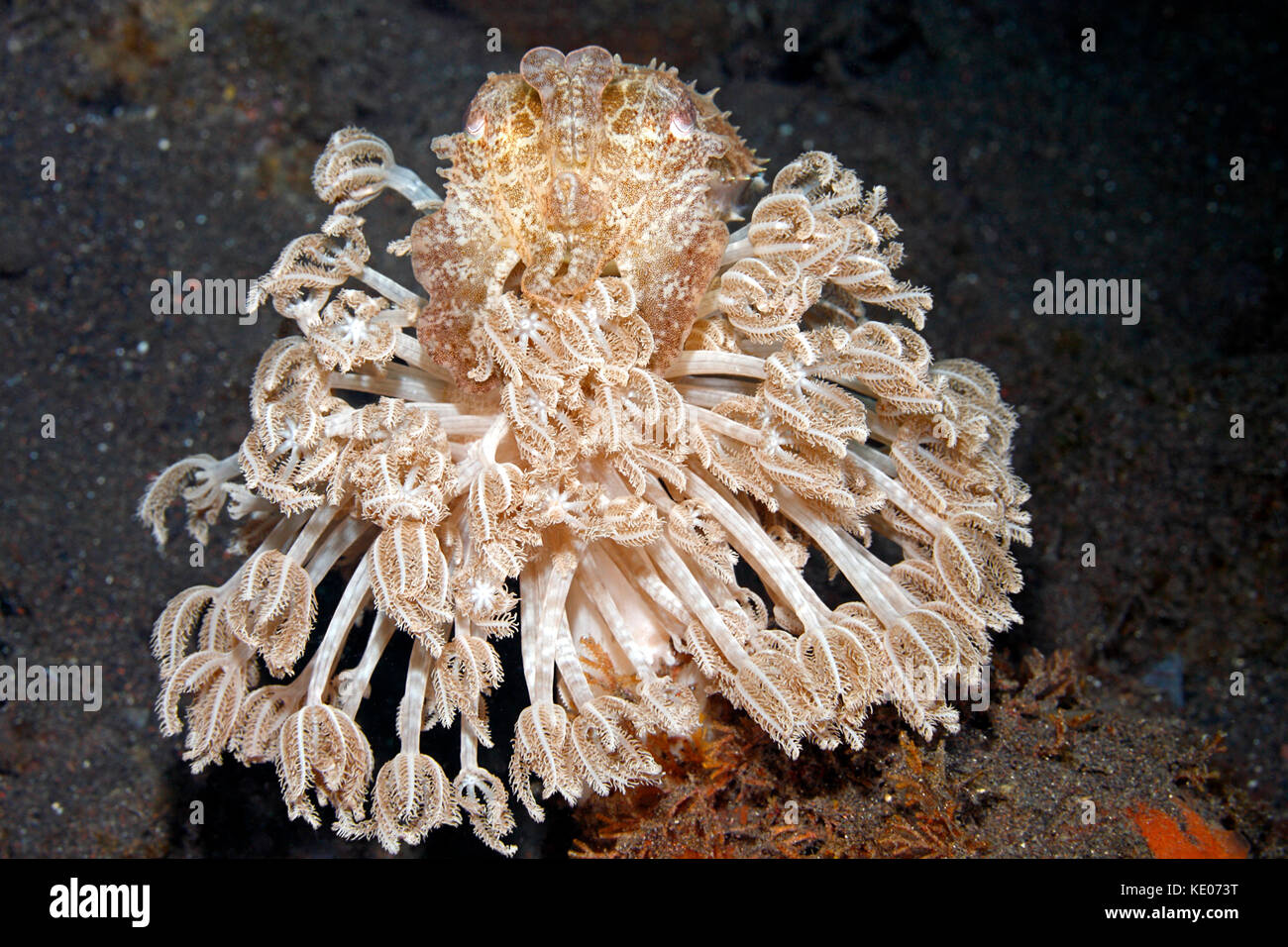 I capretti Broadclub Le Seppie Sepia latimanus, mimetizzata sulla sommità di una piccola patch di Xenia Corallo. Tulamben, Bali, Indonesia. Mare di Bali, Oceano Indiano Foto Stock