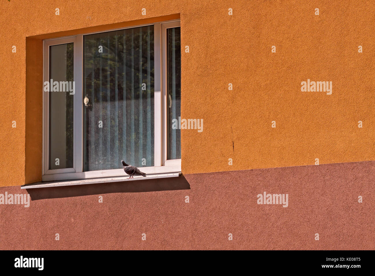 Una città di Pigeon cercando nella finestra su una parete colorata di una casa a Tallinn in Estonia. Forse l'uccello vuole ottenere a. Foto Stock