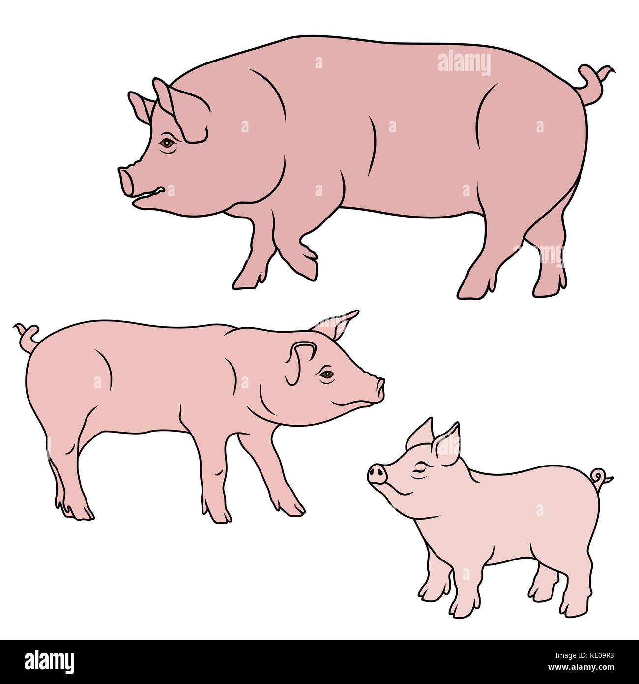 Big Pig, SOW e maialino, cartoon illustrazioni vettoriali isolati su sfondo bianco Illustrazione Vettoriale