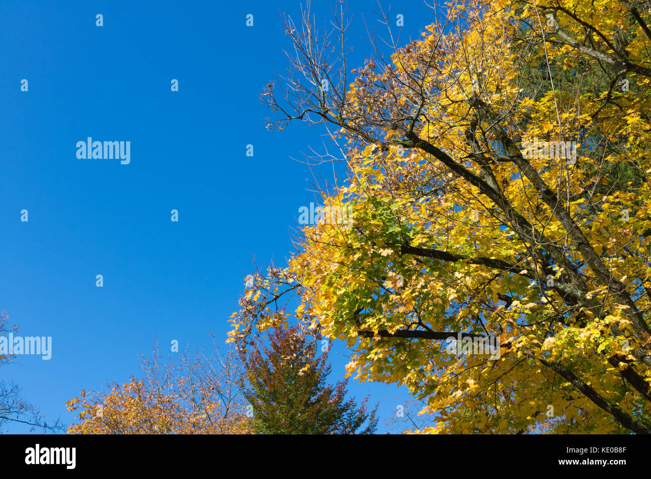 Foglie di autunno contro il cielo blu sullo sfondo. foresta dorata. Foto Stock