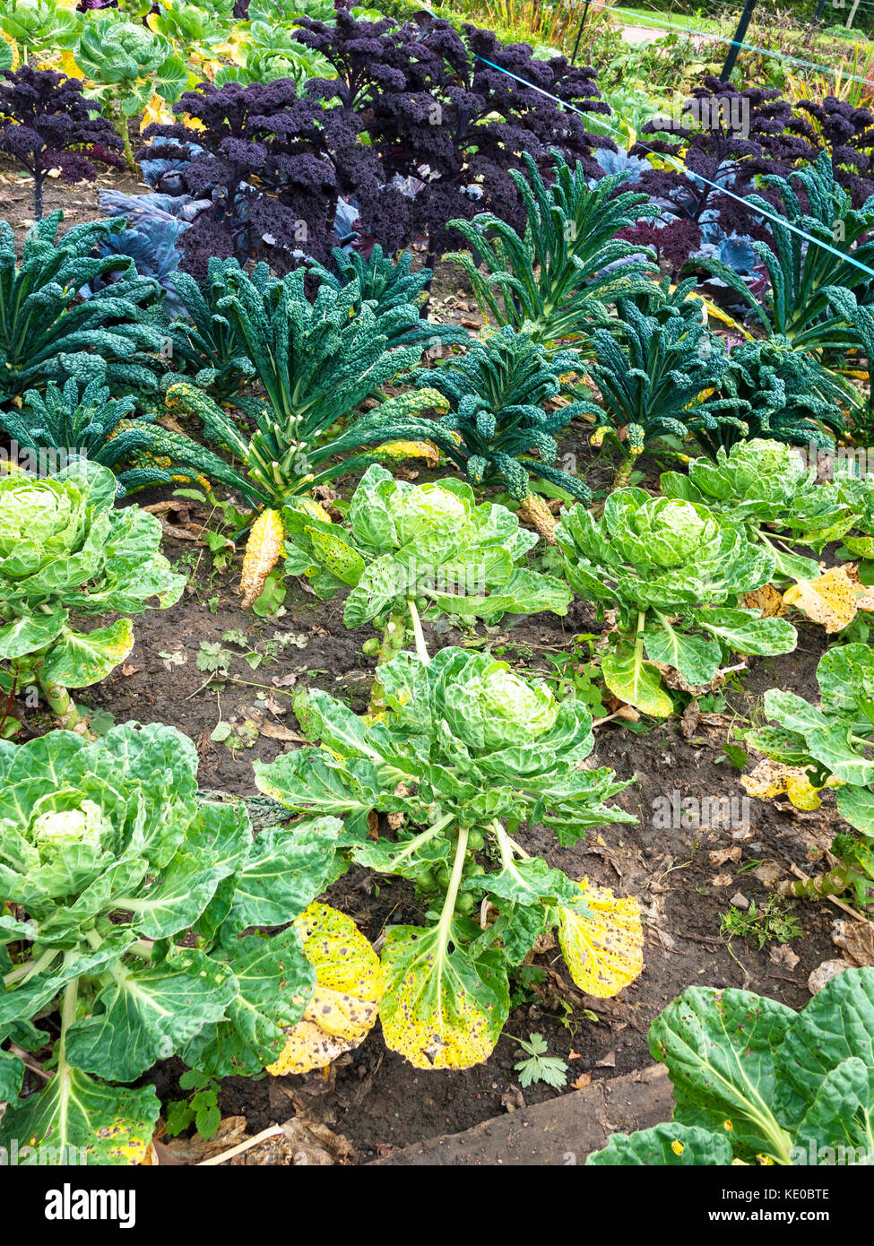 Misto di verdure verdi in crescita in un orto Foto Stock