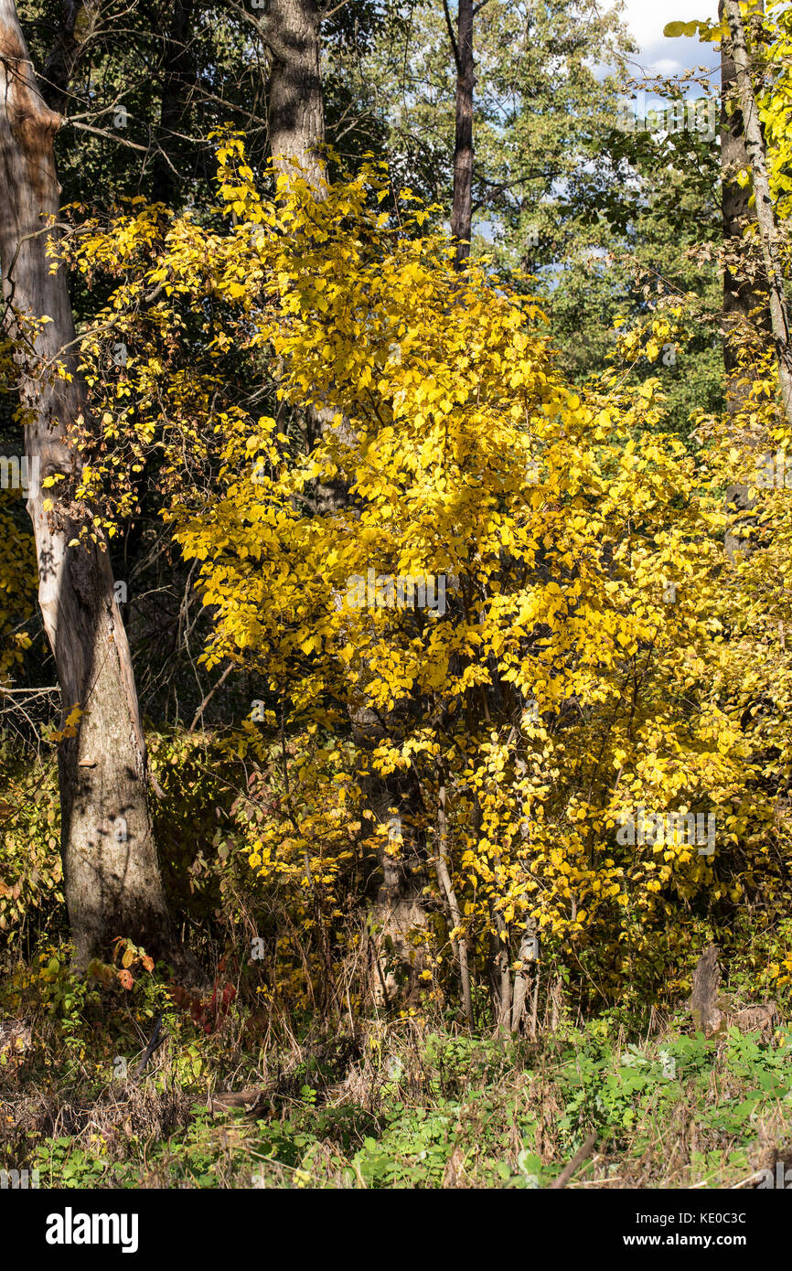 Bella foresta di autunno sfondo nella luce solare, caduta natura outdoor Foto Stock