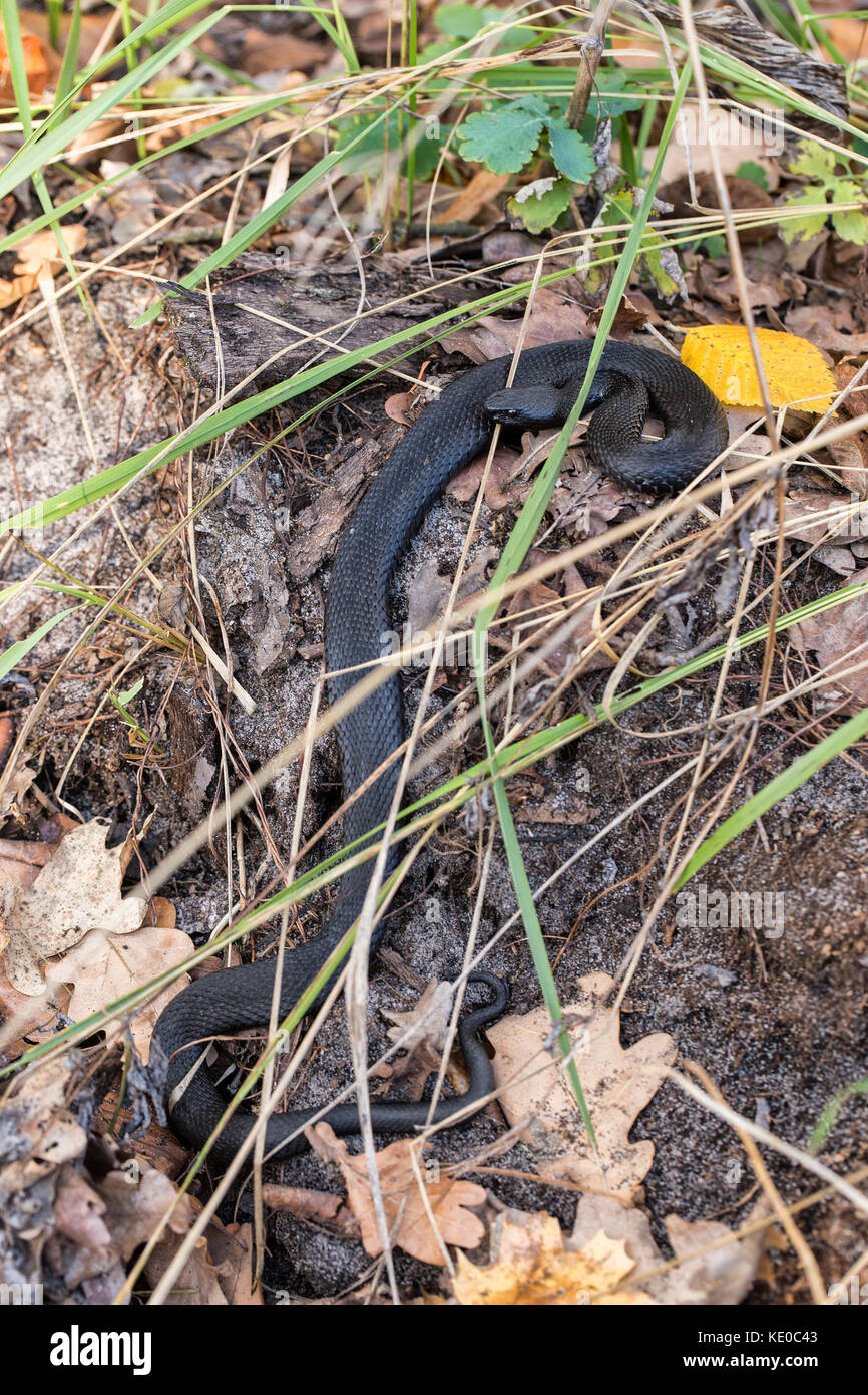 Black viper crogiolarsi al sole autunnale Foto Stock