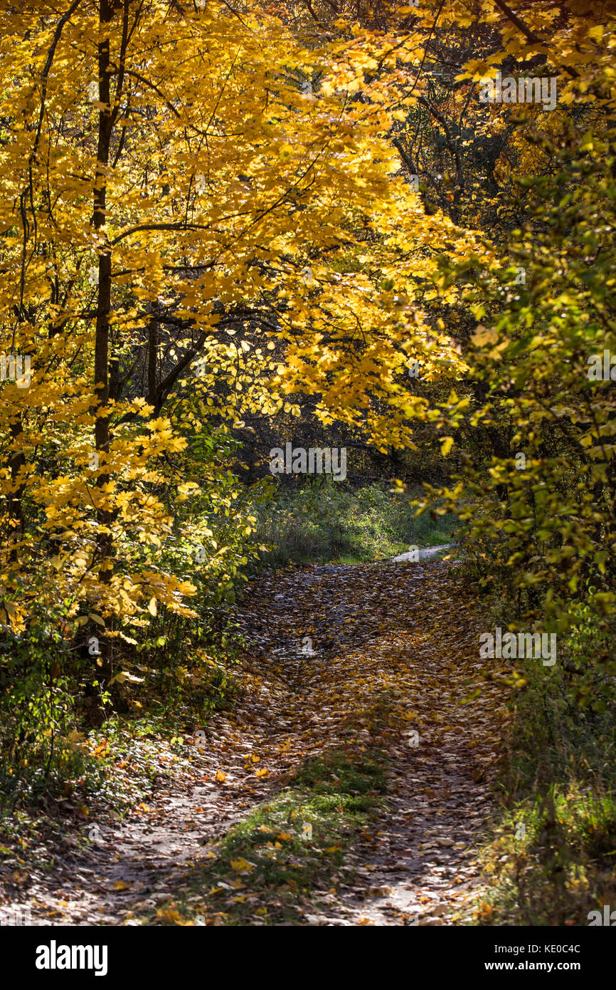 Bellissimi colori d'autunno paesaggio forestale Foto Stock