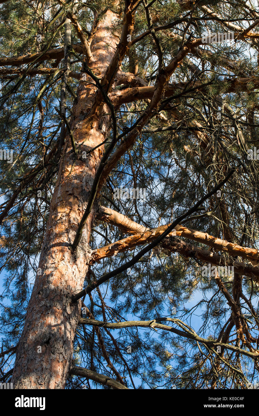 Steli di pino in autunno la luce del sole e cielo blu sullo sfondo Foto Stock