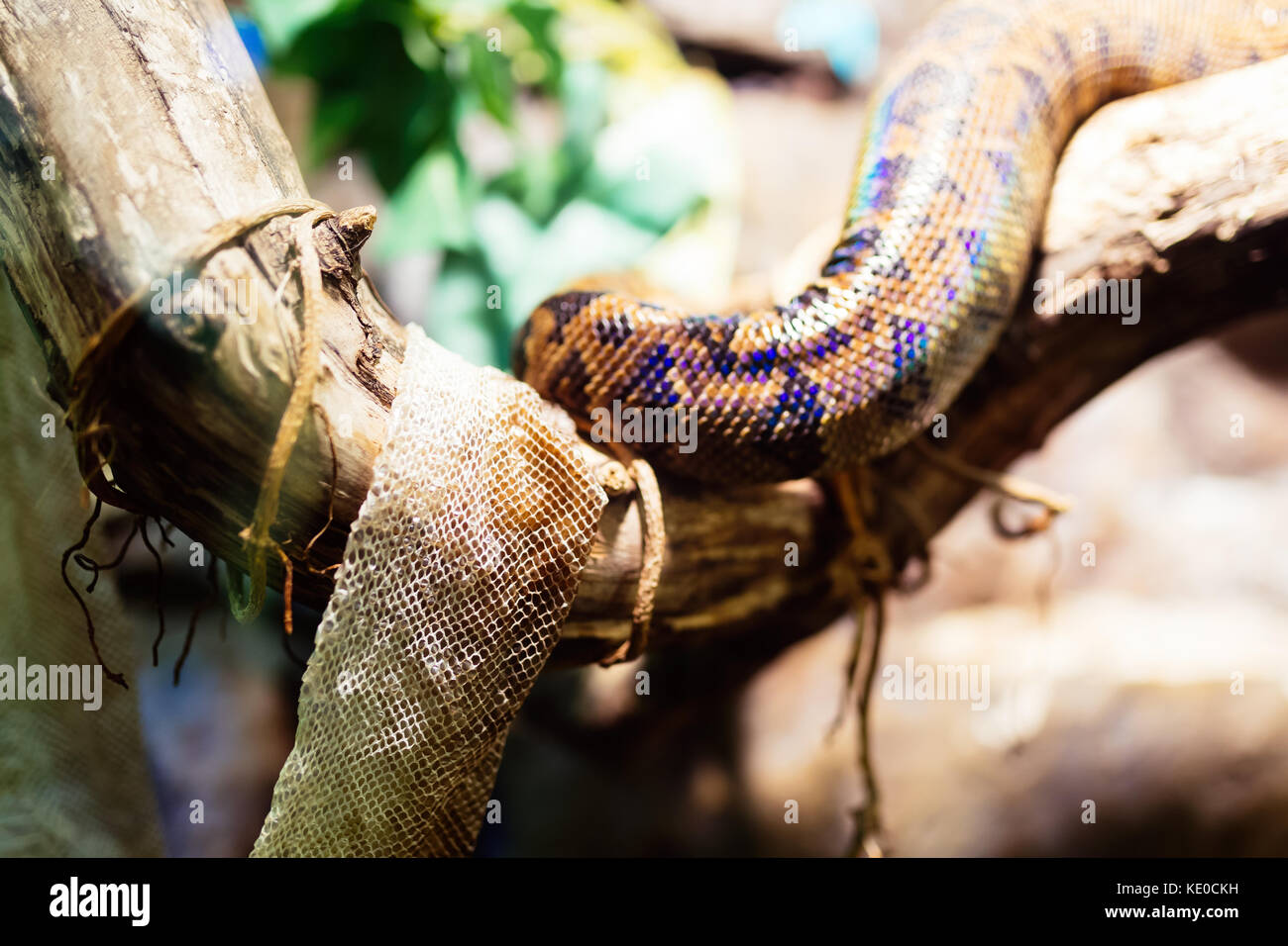 Immagine del serpente e la sua pelle shedded appeso su albero Foto Stock