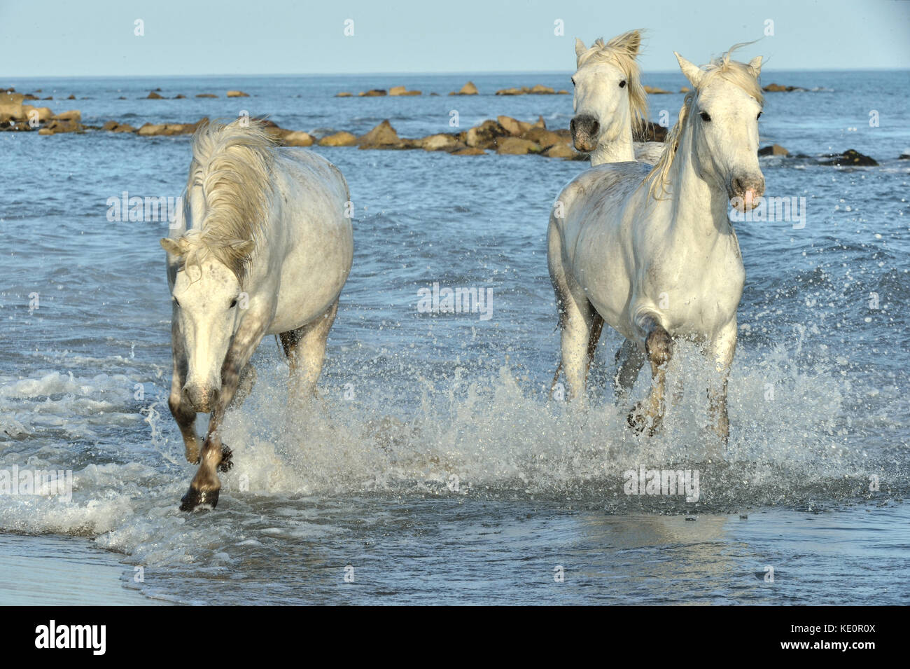 Allevamento di bianco cavalli Camargue in esecuzione su acqua . parc regional de Camargue - Provenza, Francia Foto Stock