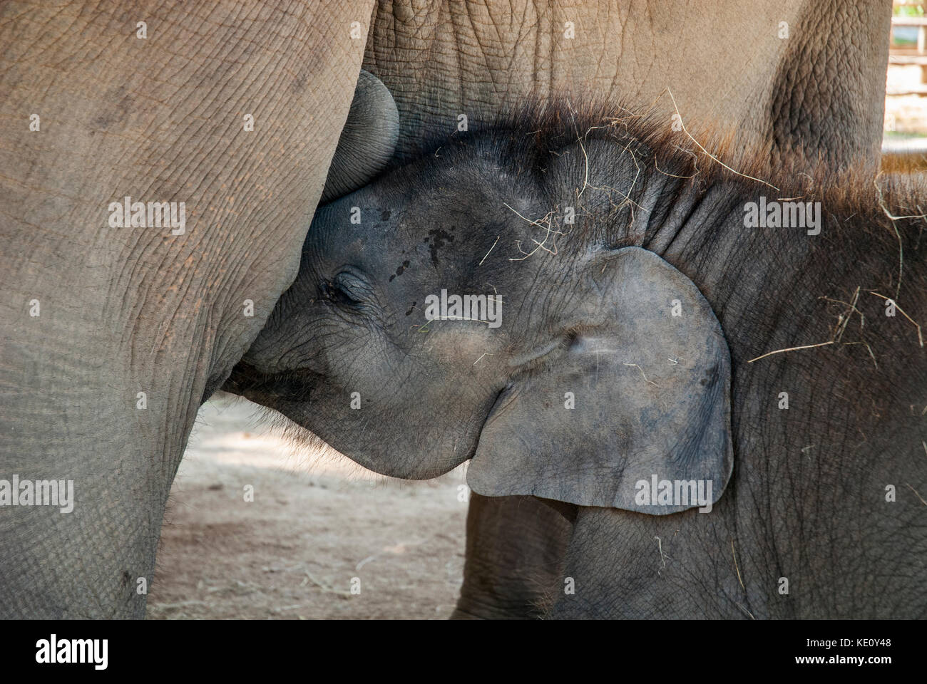 Baby Elephant lattante all'Elephant Conservation Centre a Lampung, vicino a Chiang Mai, Thailandia del Nord Foto Stock