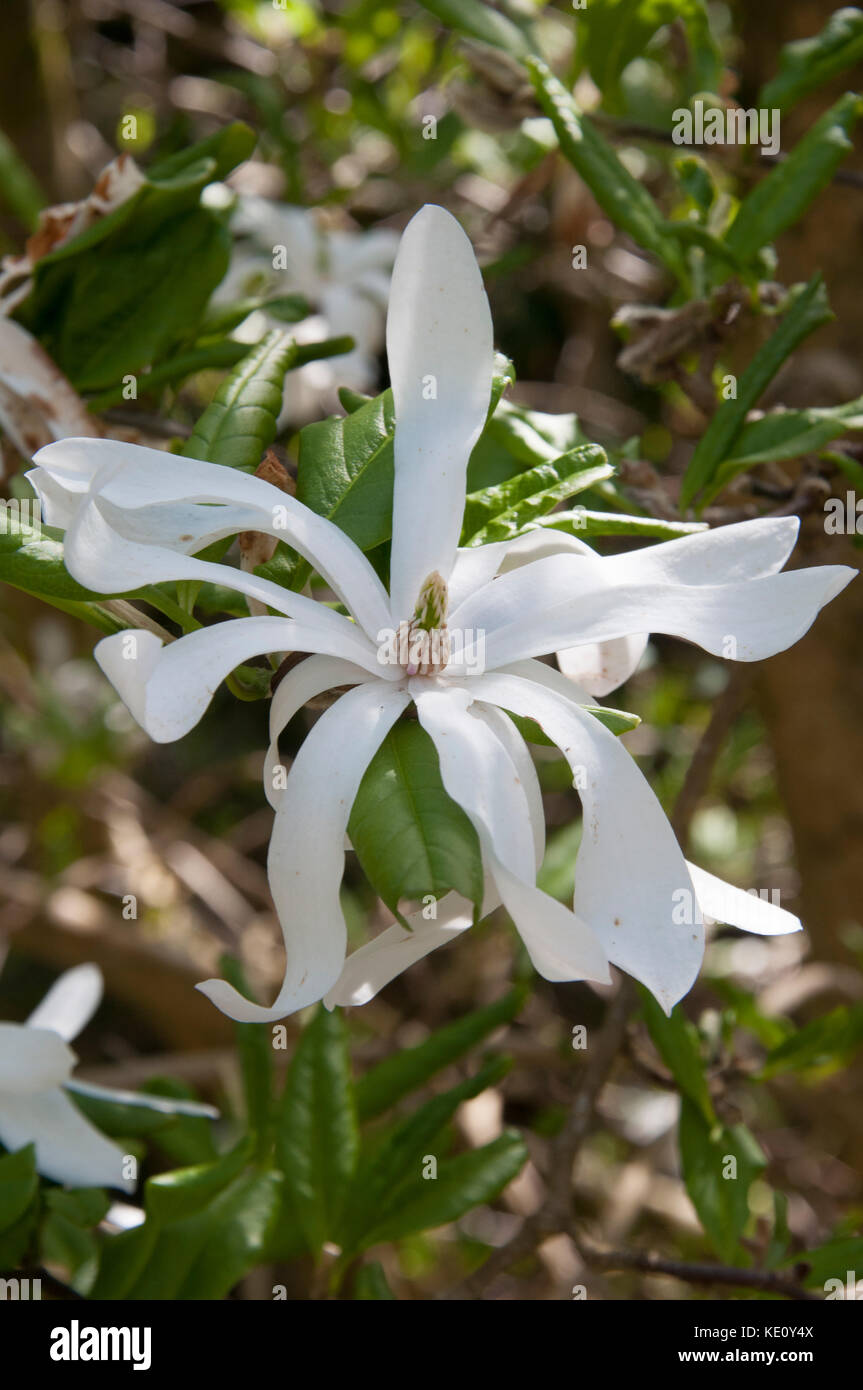 Magnolia stellata ai National Rhododendron Gardens di Olinda, nelle Dandenong Ranges, fuori Melbourne, Australia Foto Stock