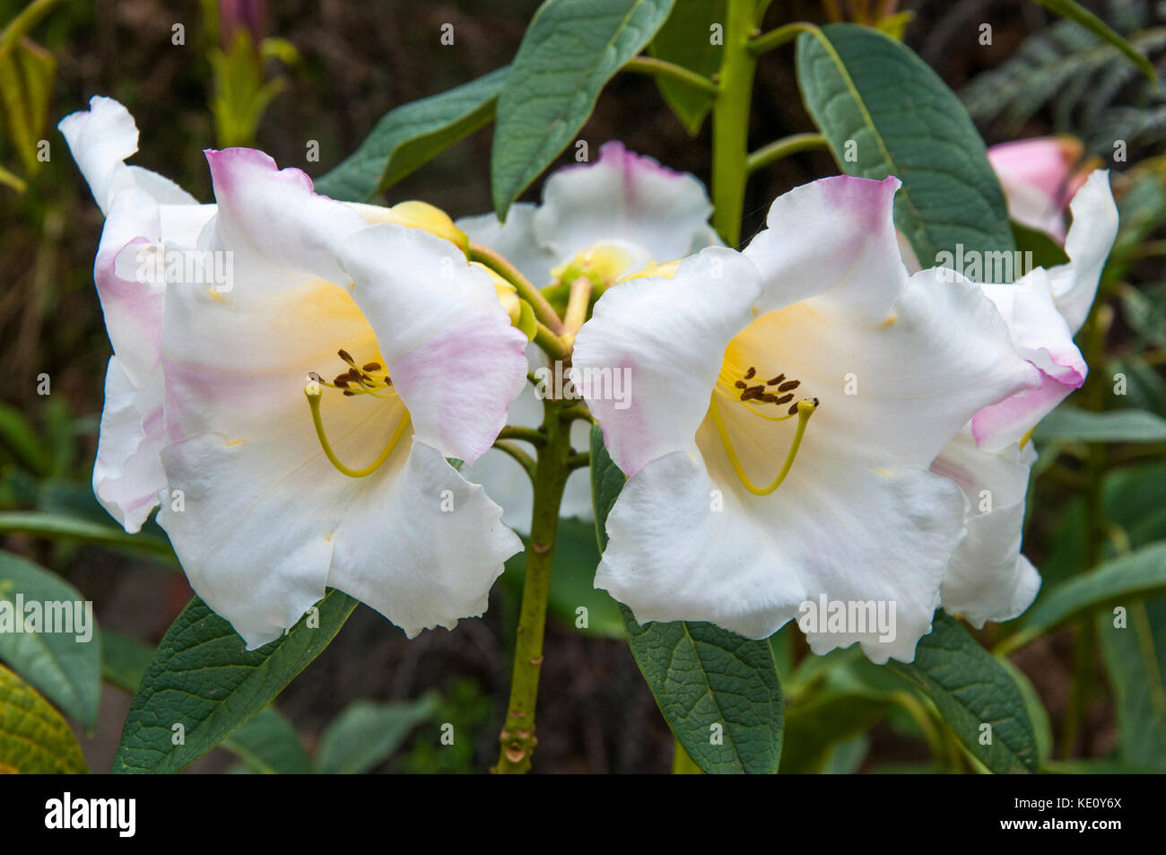 Rhododendron Mount Everest in fiore presso i National Rhododendron Gardens di Olinda, nella catena montuosa di Dandenong, Melbourne, Australia Foto Stock