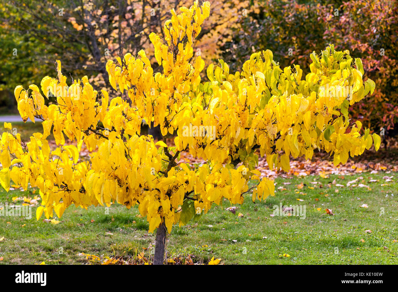 Morus latifolia Spirata' foglie ingiallibili albero deciduo Autunno Foto Stock