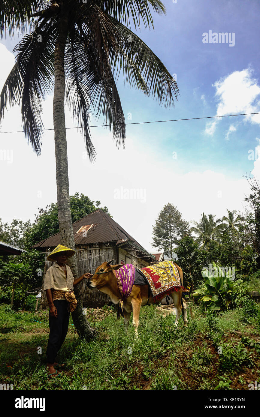 Pacu jawi è la tradizione della mucca gara dalla comunità minang a ovest di Sumatra, Indonesia, pacu jawi condotta dopo il completamento del raccolto Foto Stock