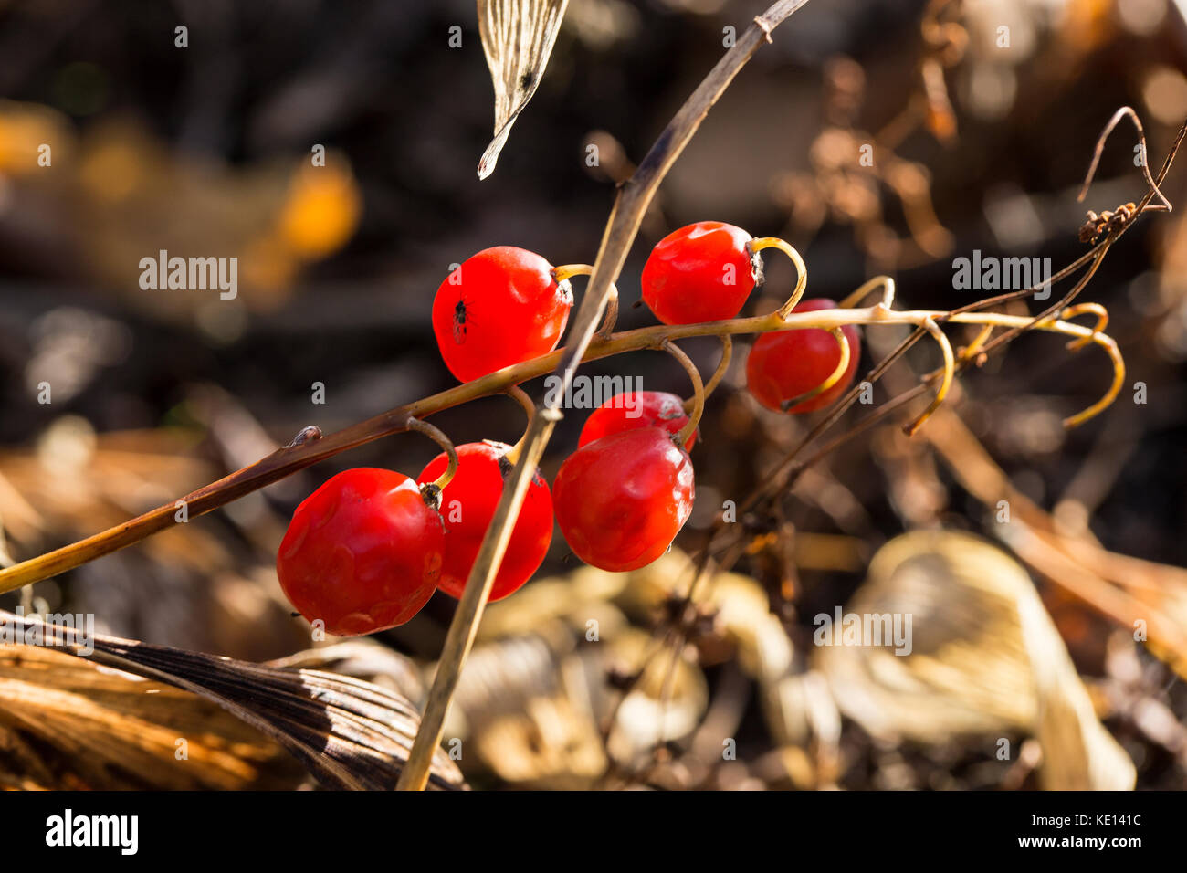 Il giglio della valle i frutti di bosco in autunno la luce solare Foto Stock