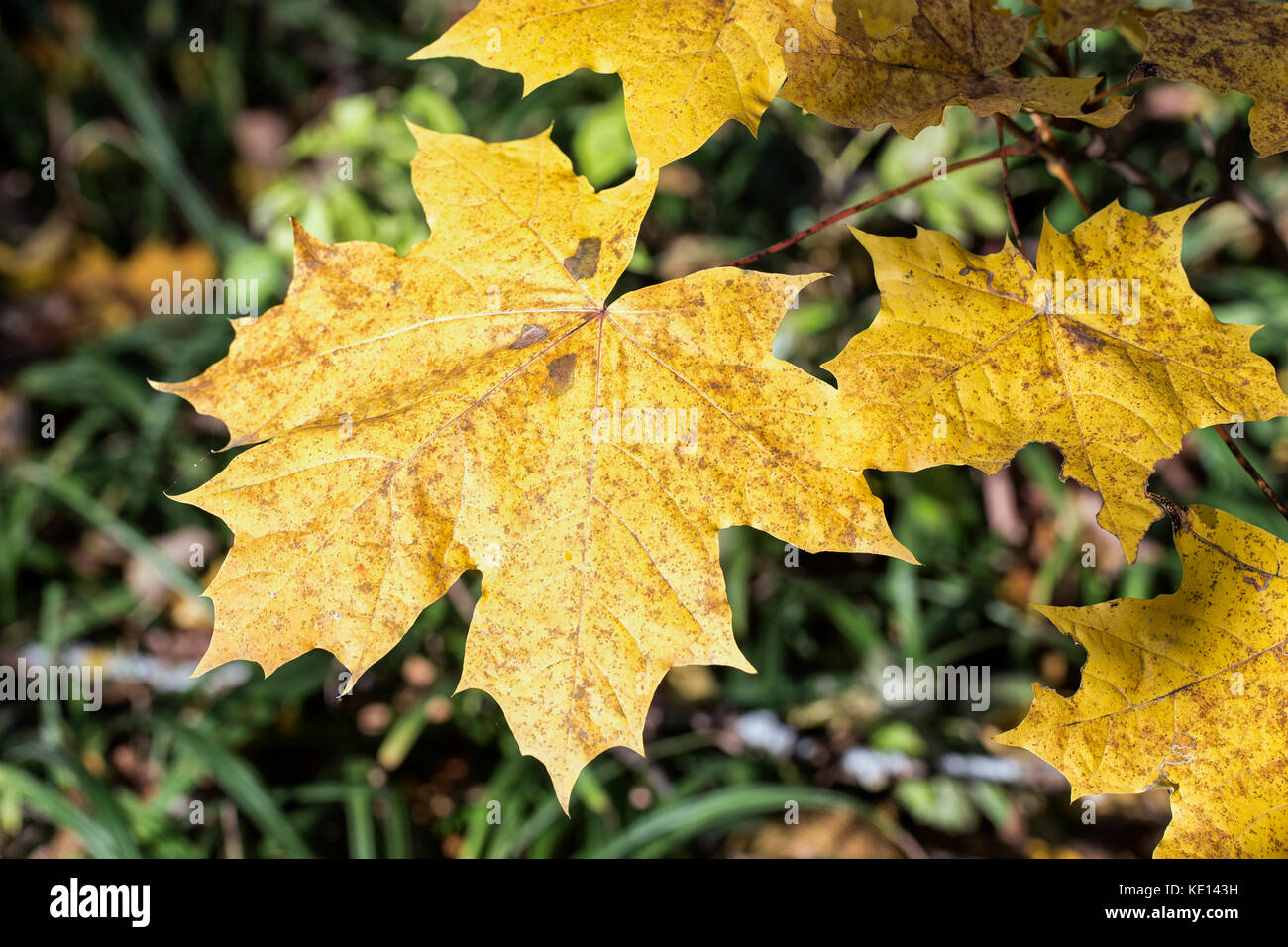 Autunno sfondo con foglie di acero in presenza di luce solare Foto Stock