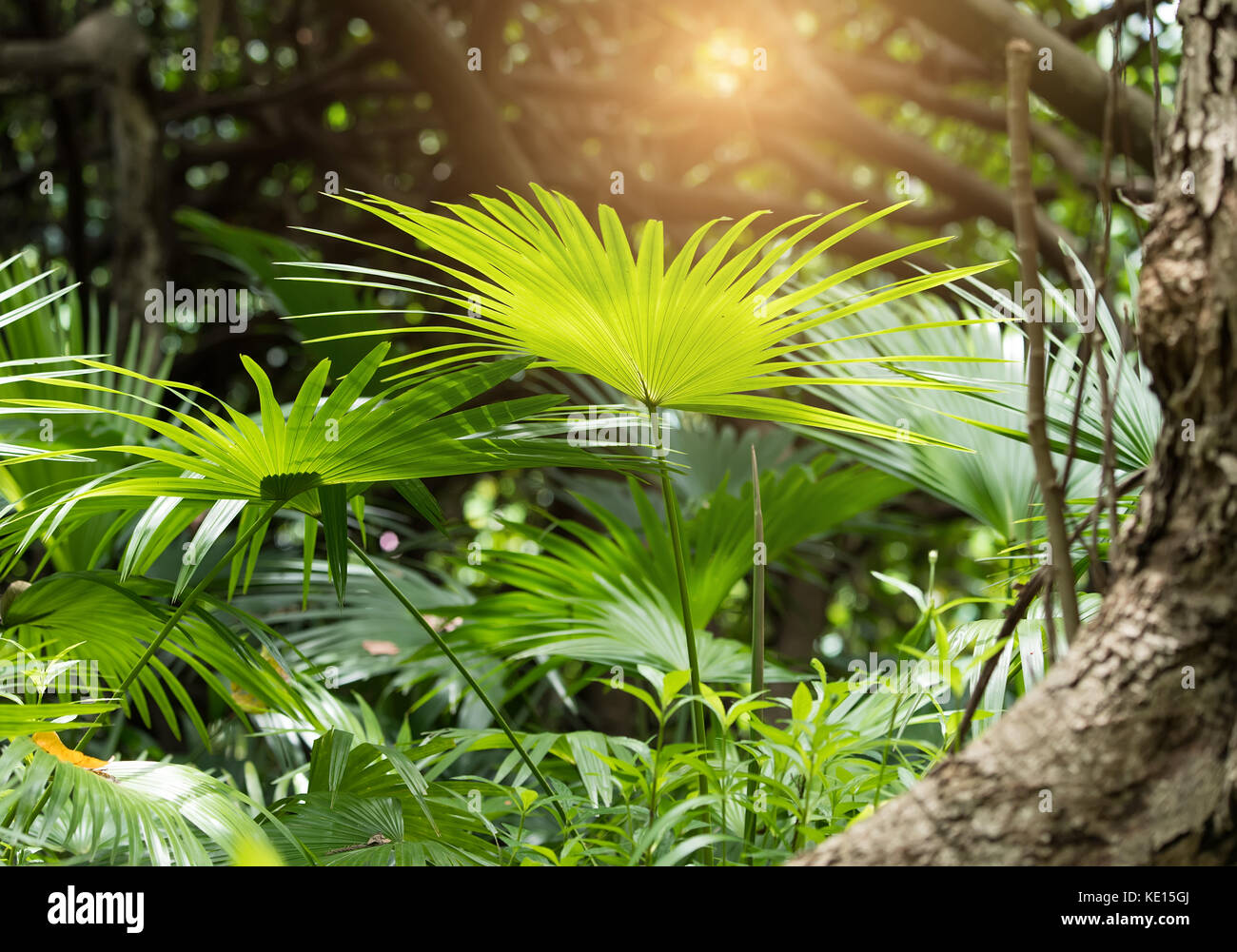 Borassus flabellifer,Sugar Palm, Palm cambogiano isolati su sfondo bianco Foto Stock