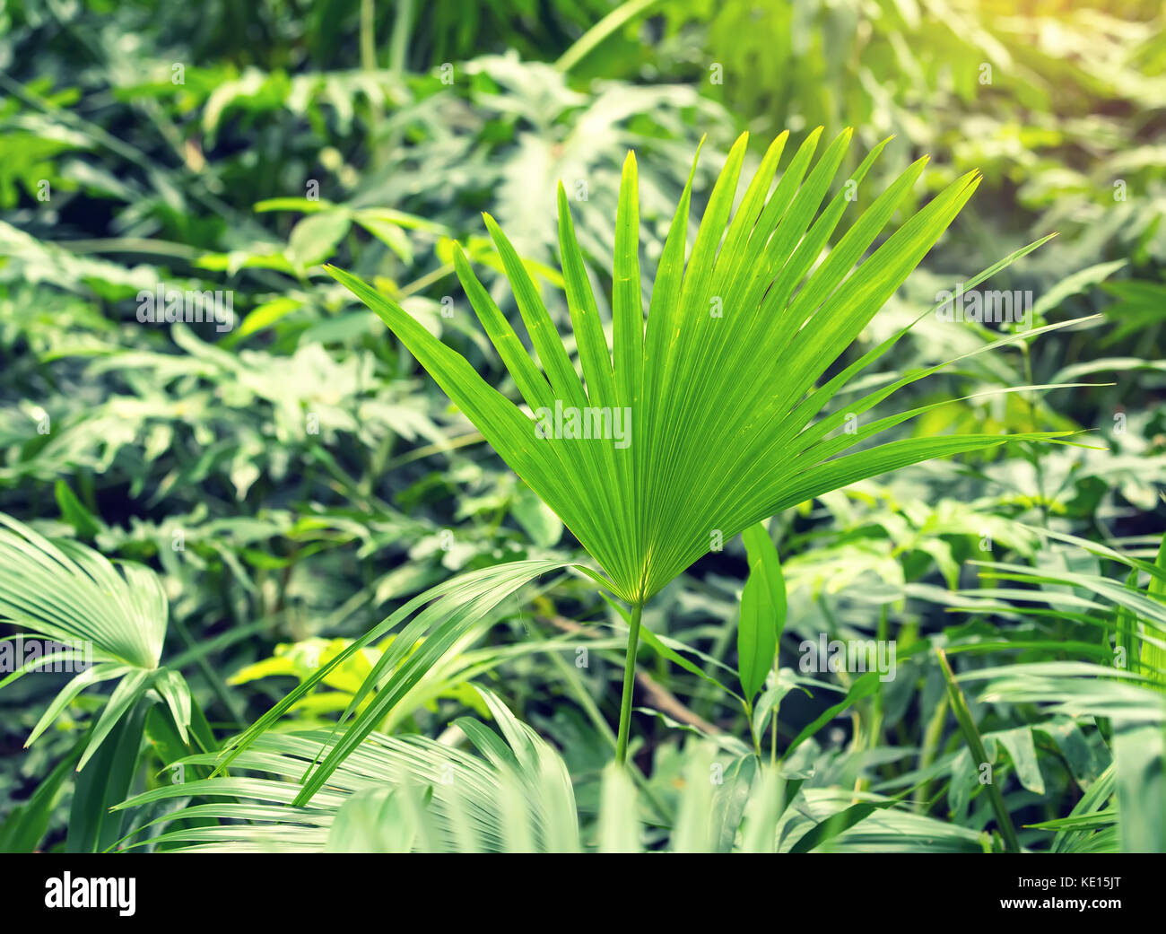 Borassus flabellifer,Sugar Palm, Palm cambogiano isolati su sfondo bianco Foto Stock