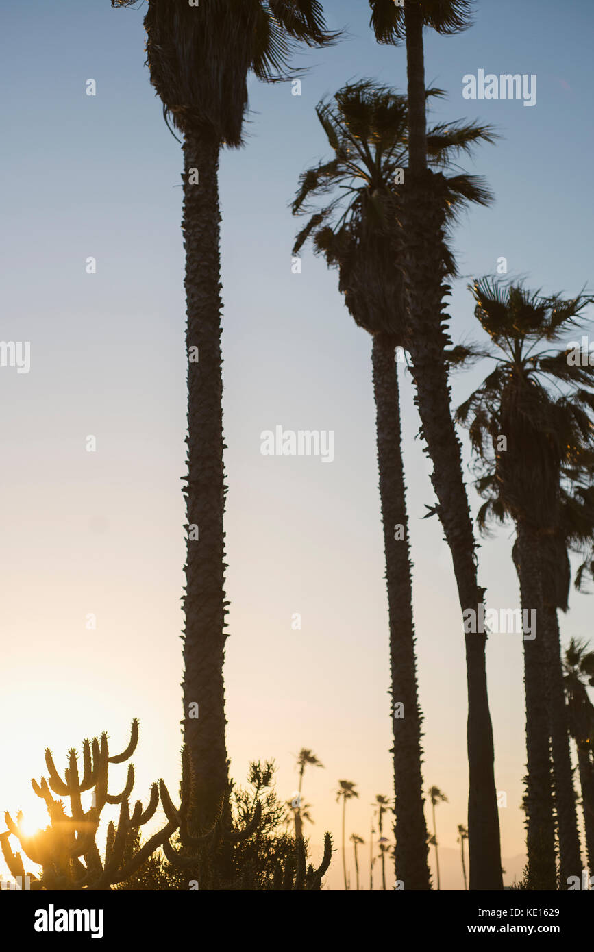 Le palme in silhouette in Venice Beach in California. Foto Stock