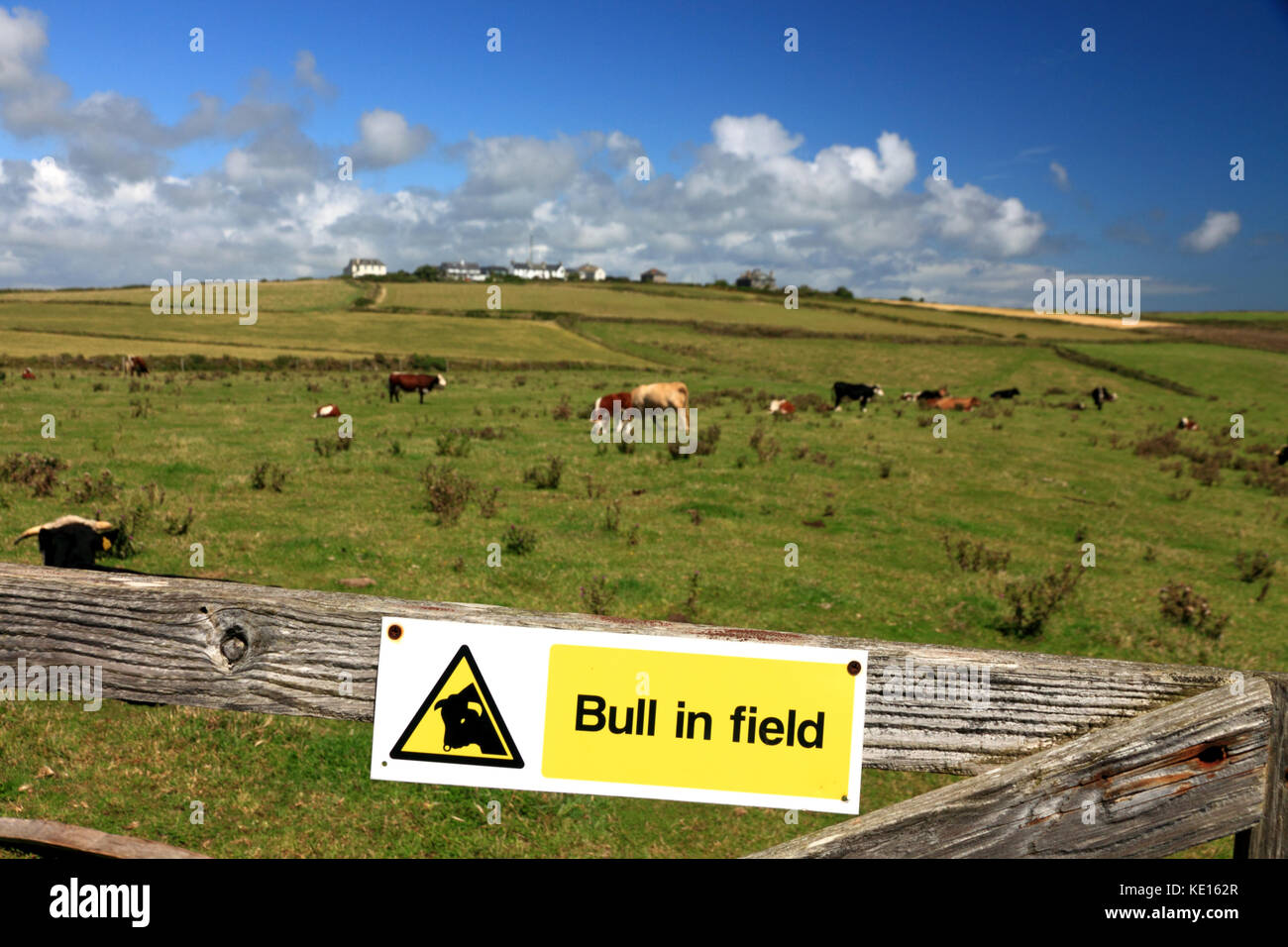 Bull avviso sull'lizard, Cornwall. Foto Stock