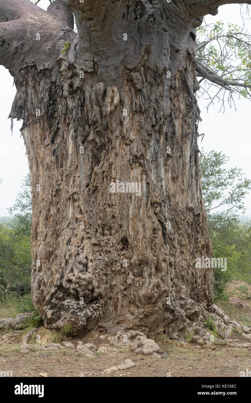 Baobab africano (adansonia digitata) abbaio danneggiato da elefante, Kruger National Park, Sud Africa Foto Stock