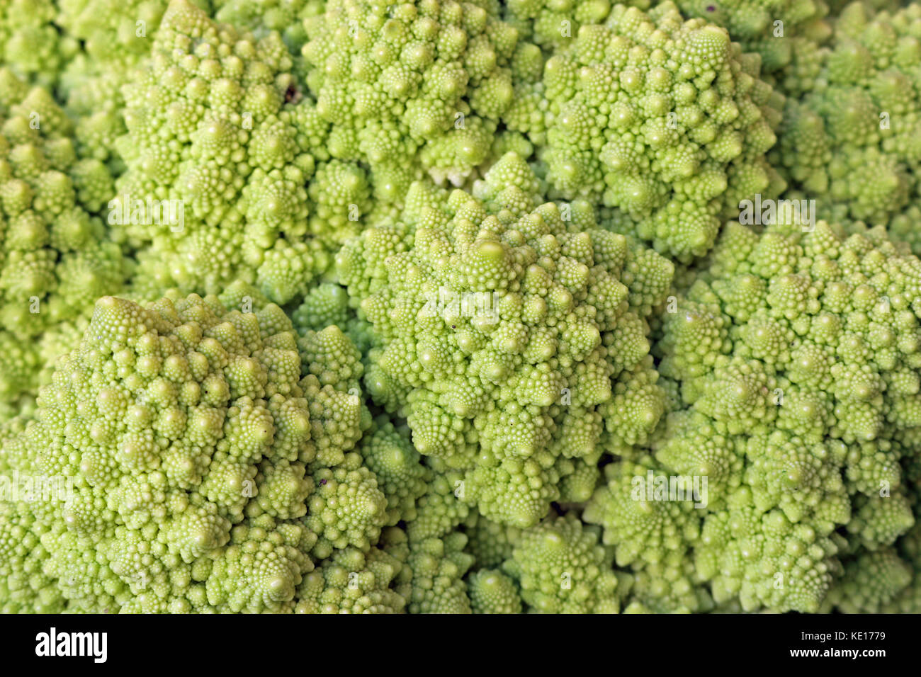 Romanesco broccoli (Brassica oleracea) close up mostra chiusa di broccoli e la consistenza del vegetale. Foto Stock