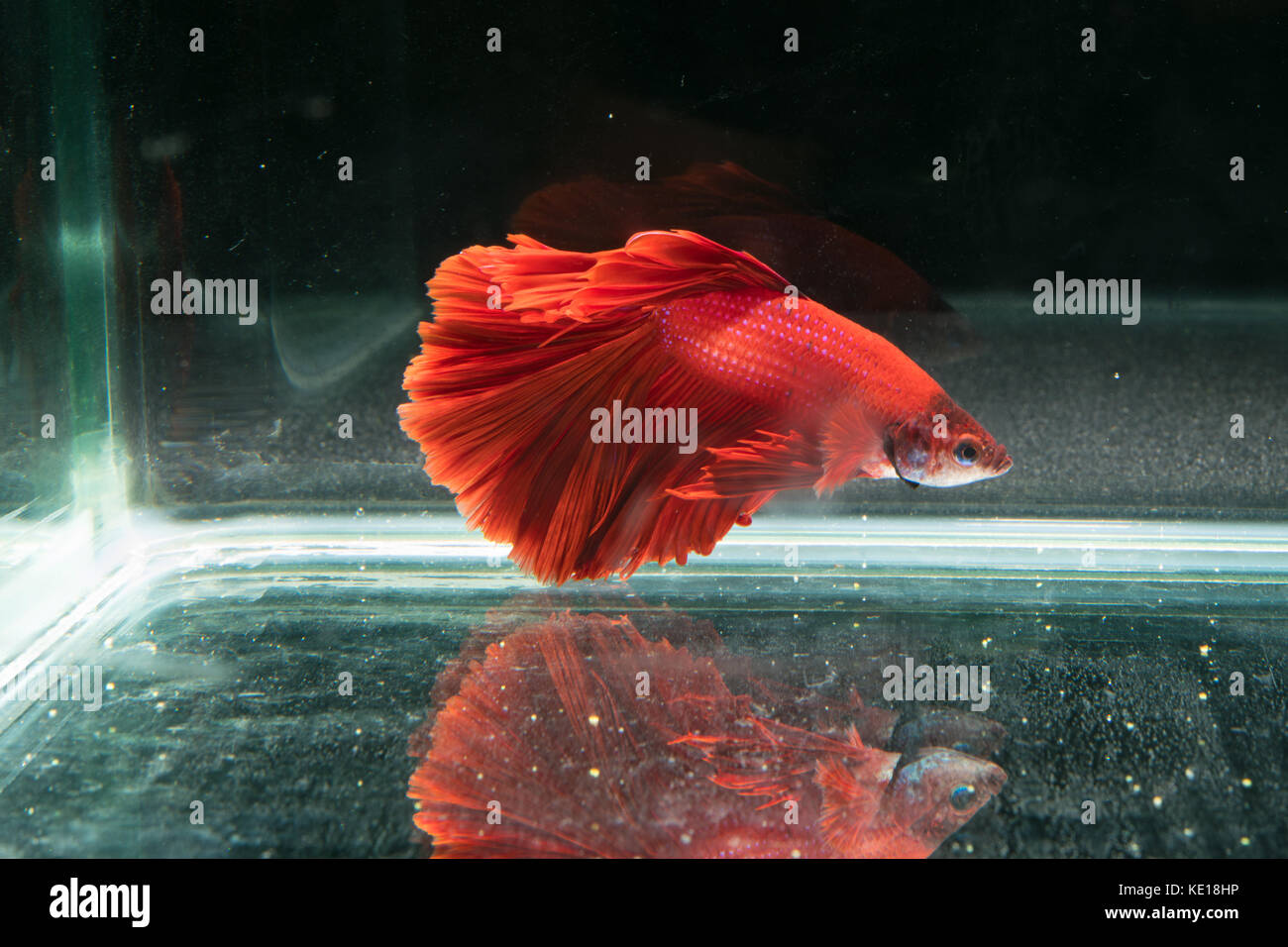 Rosso di combattimento siamese pesce. bellissima coda di Betta splendens Half moon pesce su sfondo nero Foto Stock