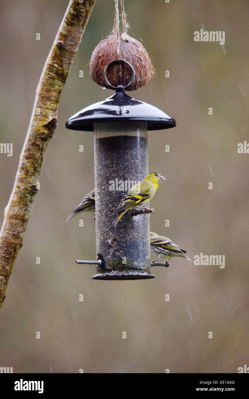 Siskins, Carduelis spinus alimentazione dal Niger alimentatore di sementi sotto la pioggia, in Galles, UK. Foto Stock