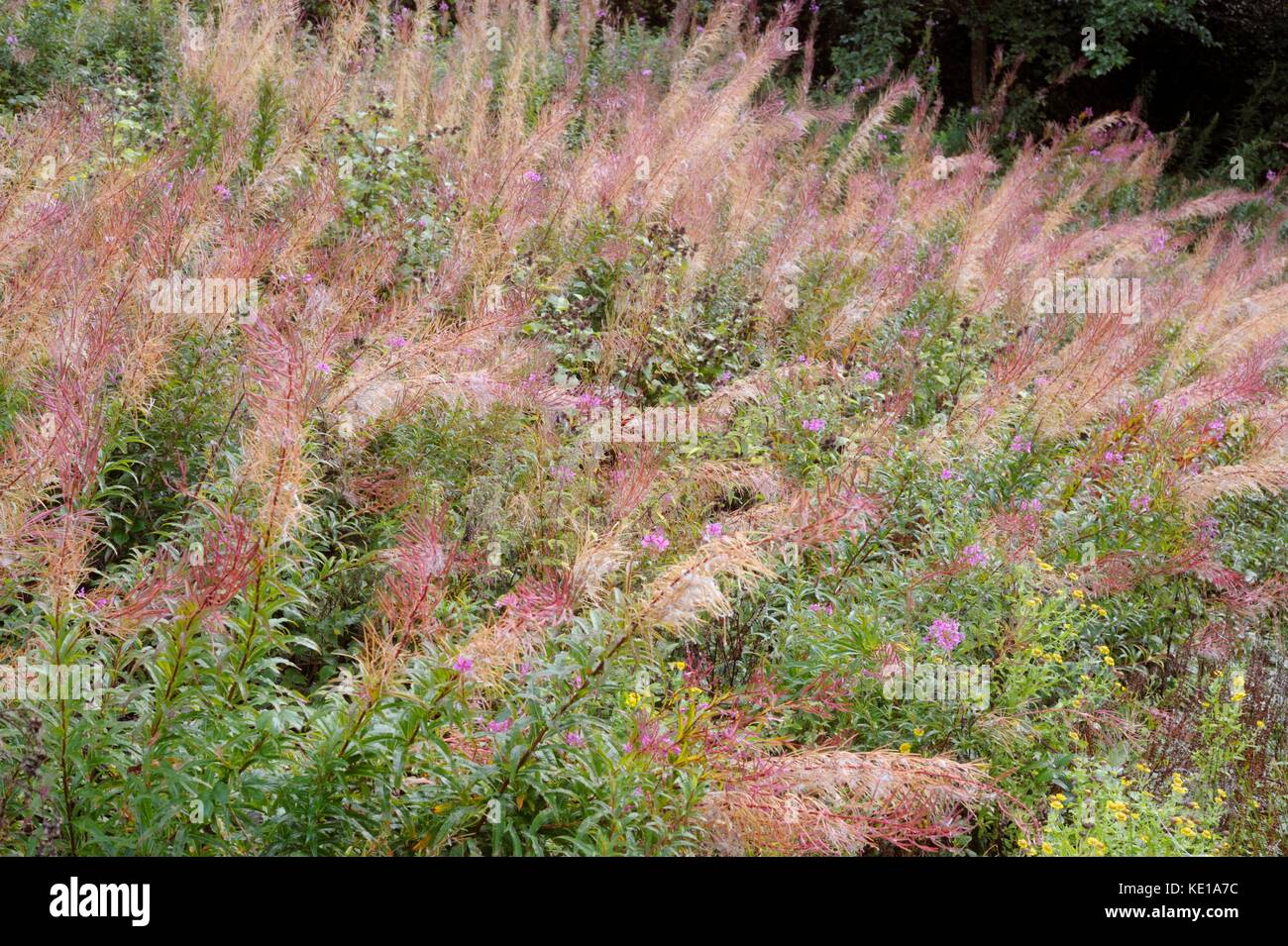 Epilobium angustifolium, Chamaenerion angustifolium, Chamerion angustifolium, Rosebay Willowherb o Fireweed seedheads, Wales, Regno Unito Foto Stock