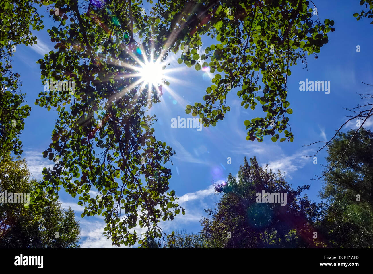 Raffica di stella sole splendente anche se il verde delle foglie contro il cielo blu Foto Stock