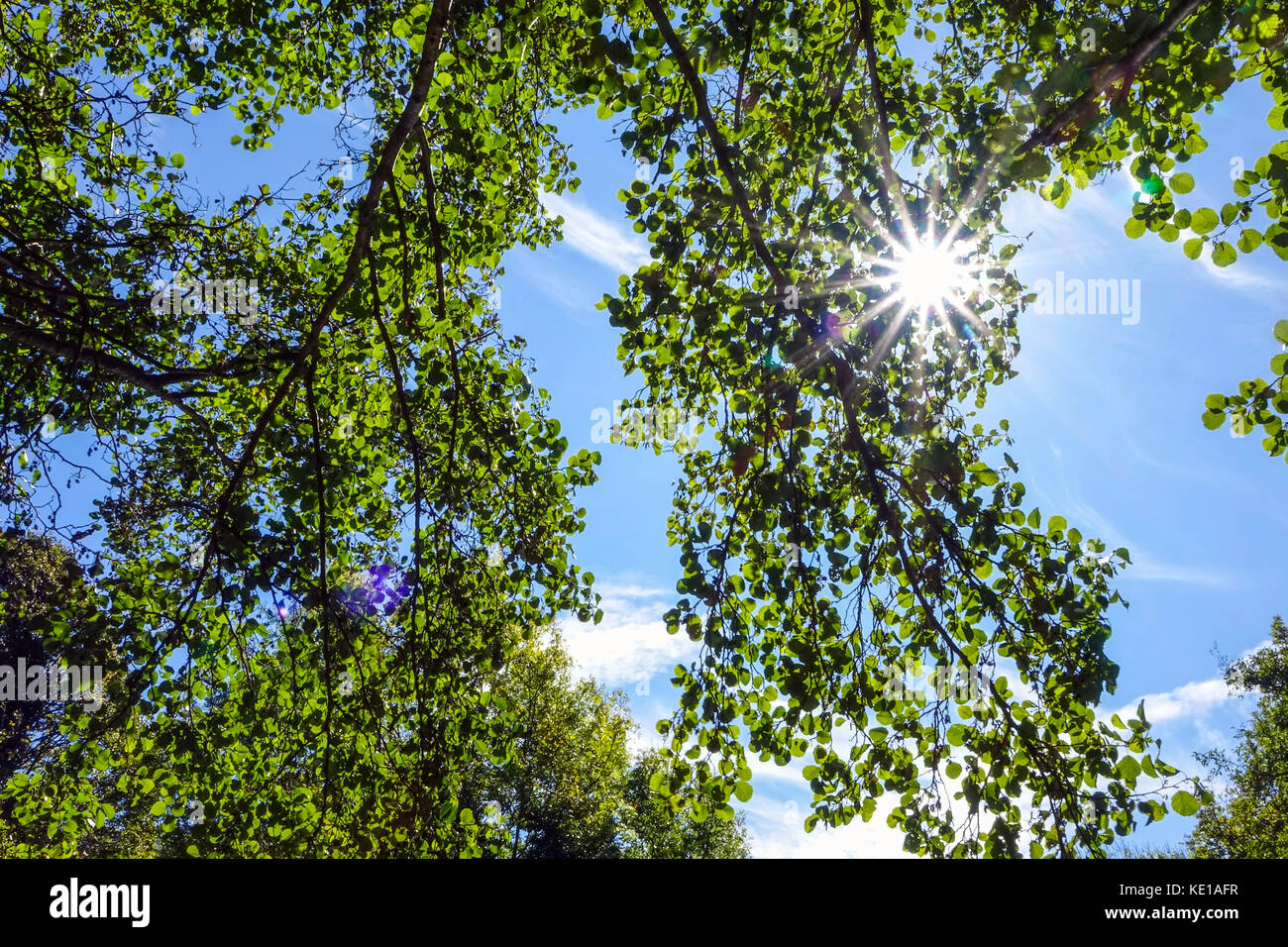 Raffica di stella sole splendente anche se il verde delle foglie contro il cielo blu Foto Stock