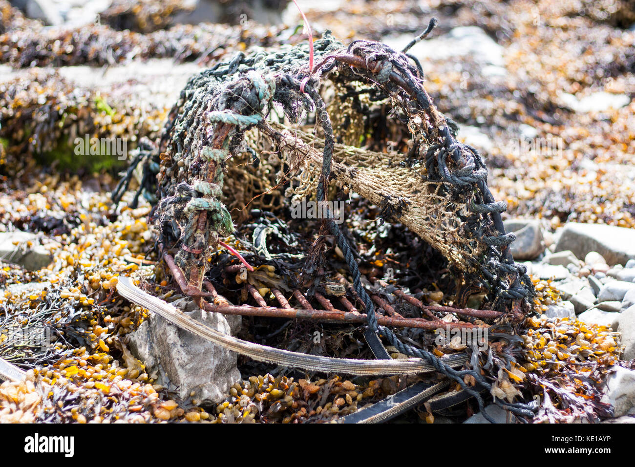 Vecchia gabbia di aragosta contemplati nelle alghe marine su skerries(Irlanda) spiaggia Foto Stock