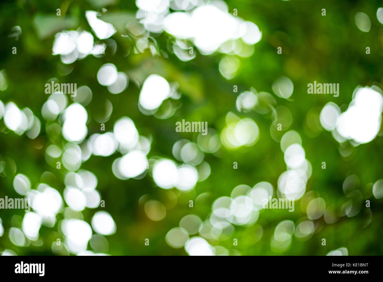 Bella la sfocatura sullo sfondo bokeh di fondo sulla natura. Foto Stock