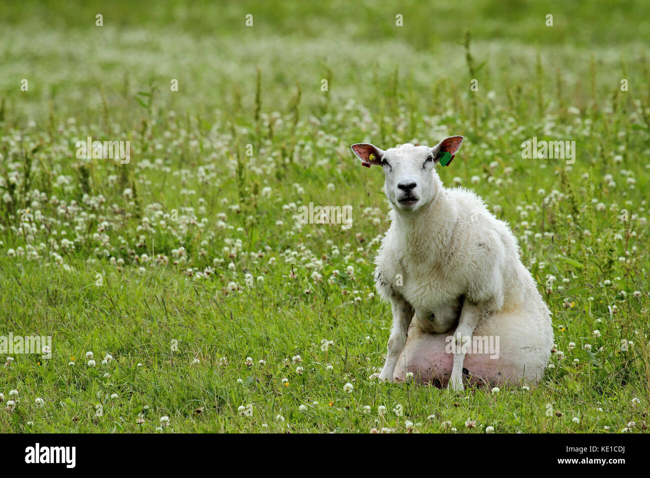 Pecore a sedersi in un campo della Norvegia Foto Stock