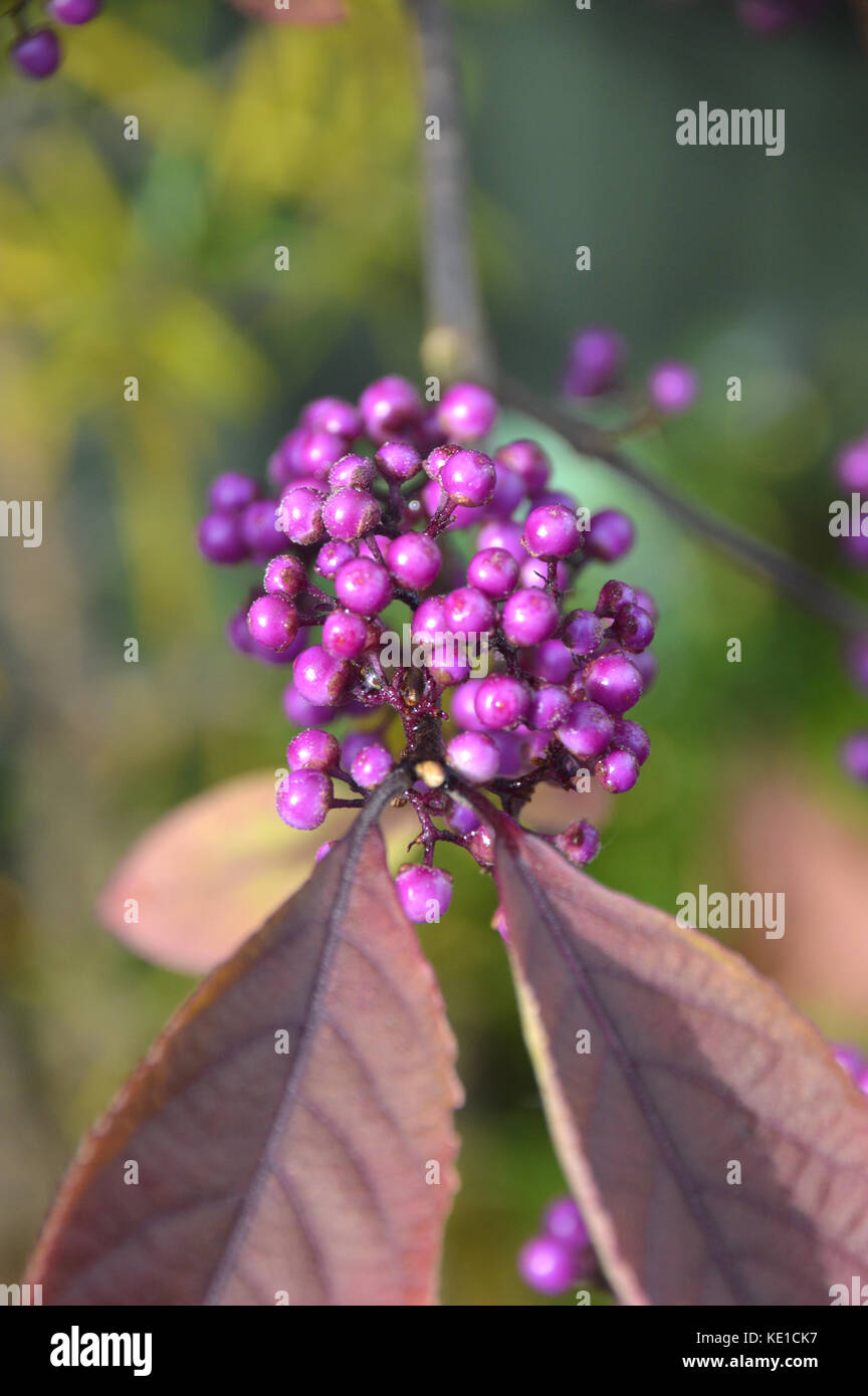 Le bacche viola della Callicarpa Bodinieri cinese (Giraldii profusion) arbusto di mirtillo coltivato in un giardino inglese, Inghilterra, Regno Unito. Foto Stock