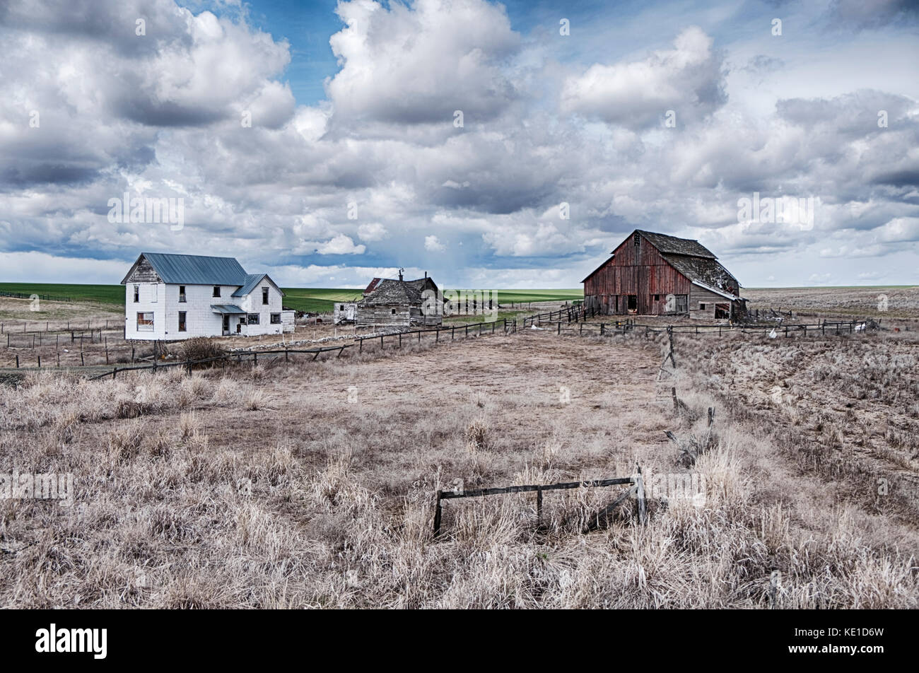 Un homestead farm, con un vecchio fienile e gli altri annessi, nell'area palouse di Eastern Washington è circondato da sagebrush con campi di grano verde Foto Stock