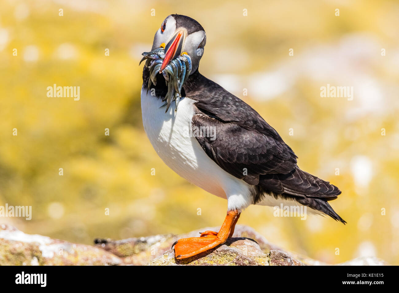 Un atlantic puffin vanta con un boccone di cicerelli. i puffini sono in grado di tenere un sacco di pesci nella loro bocca come hanno una linguetta con un edg seghettata Foto Stock