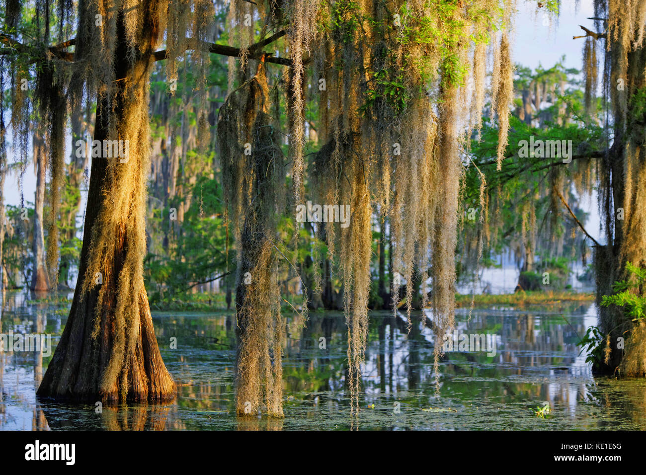 Muschio spagnolo nella Louisiana Bayou Foto Stock