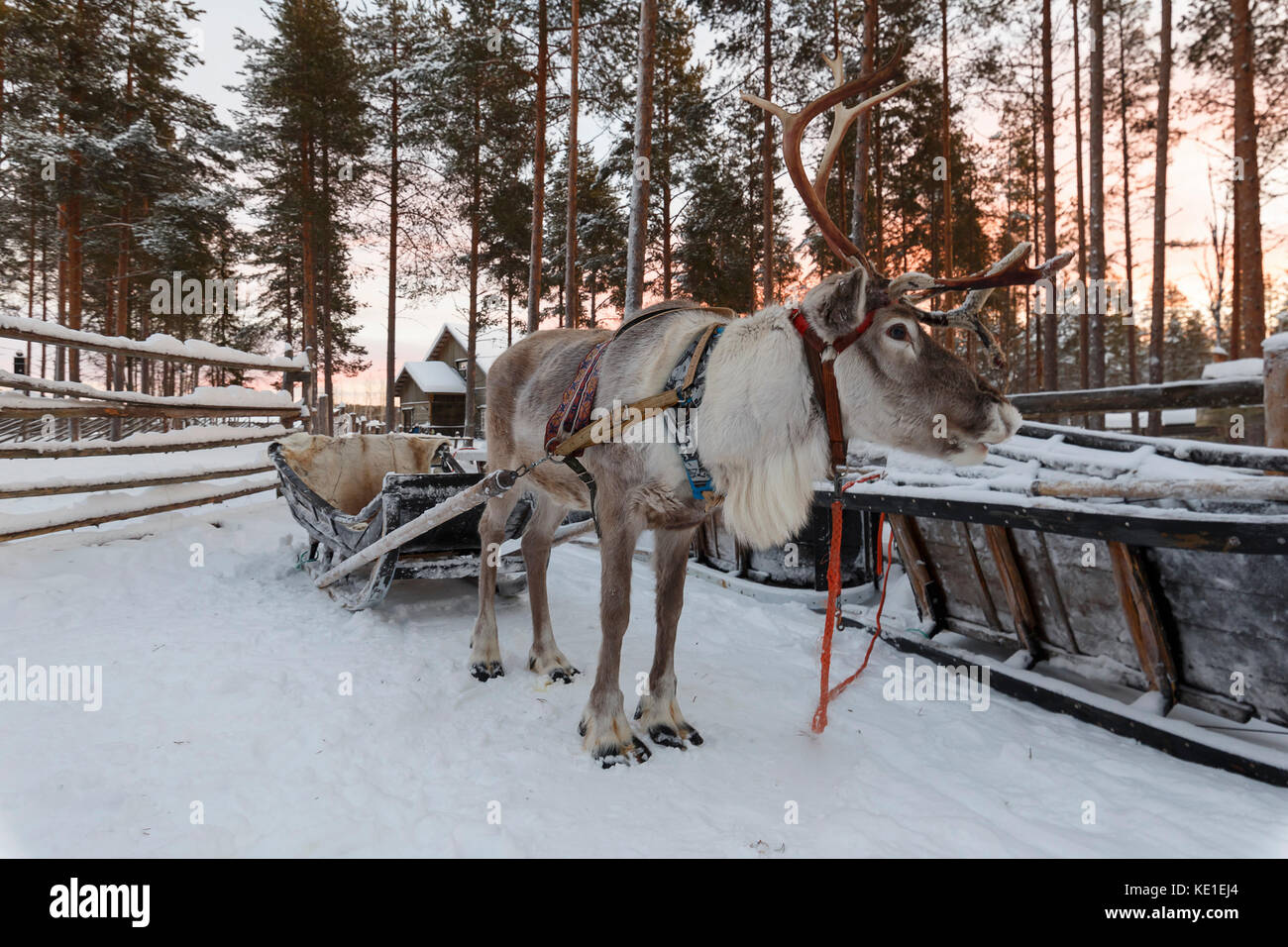 La renna slitta trainata in inverno Foto Stock