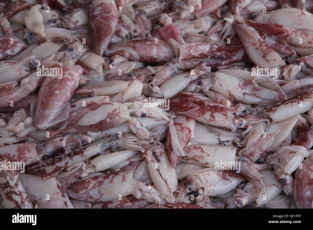 Tintenfische - seppia sul mercato in Malesia Foto Stock