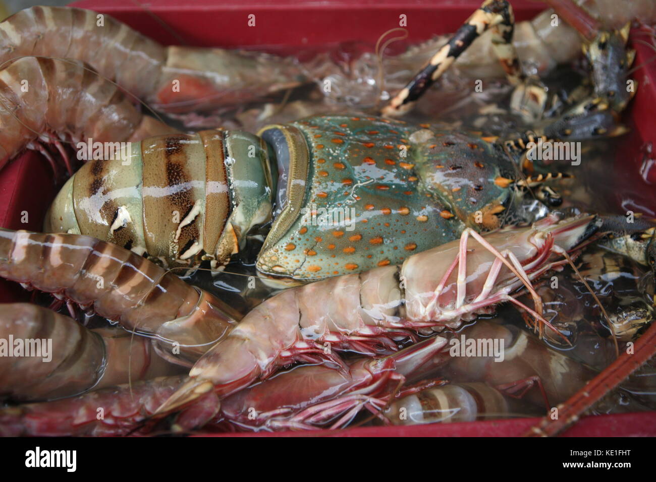 Hummer und Garnelen roh auf Fischmarkt - aragosta e gamberi crudi sul mercato del pesce Foto Stock