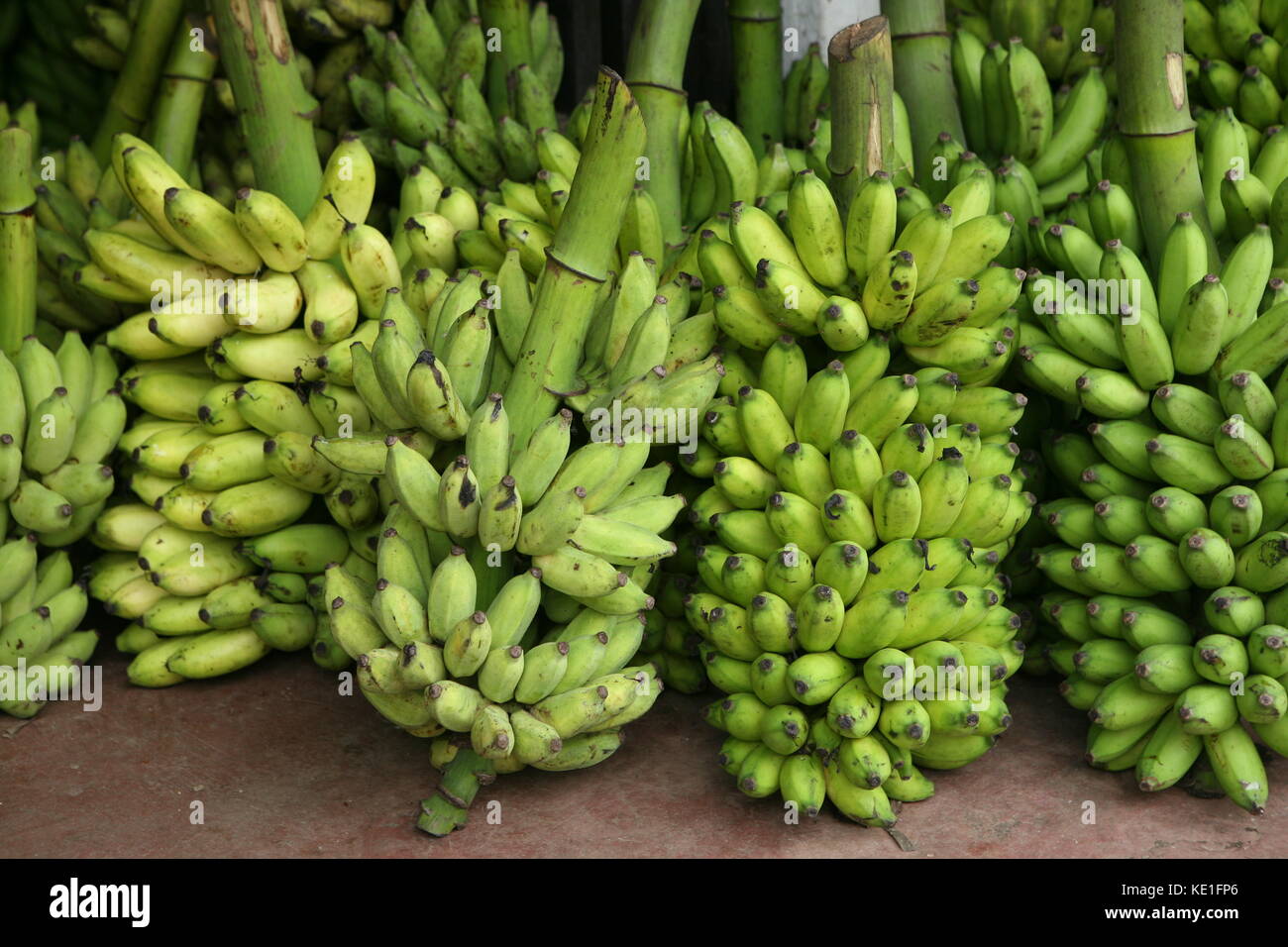 Unreife bananenstauden für den Export nach Übersee - immaturi di alberi di banane per l'esportazione oltreoceano - Foto Stock