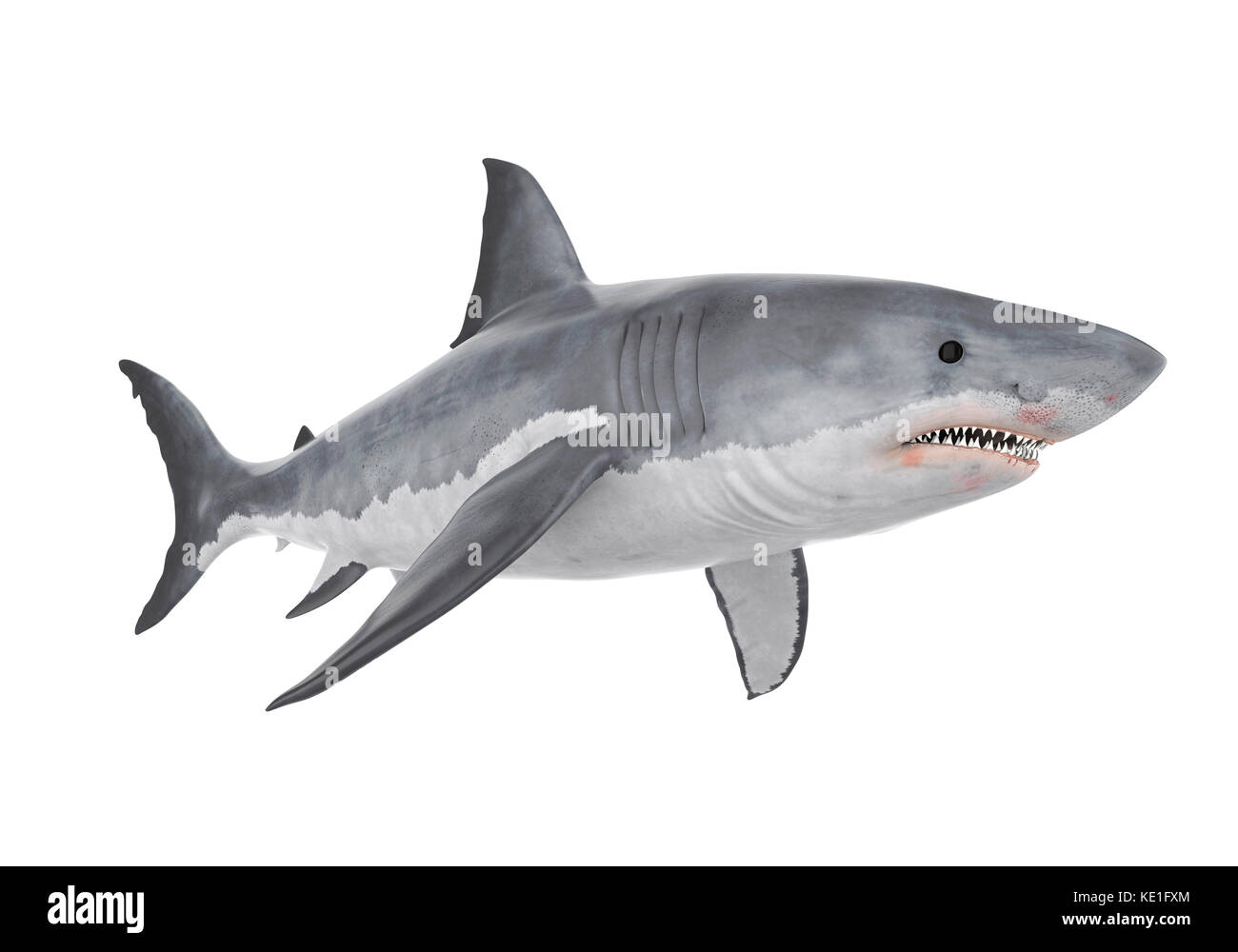 Il grande squalo bianco isolato Foto Stock