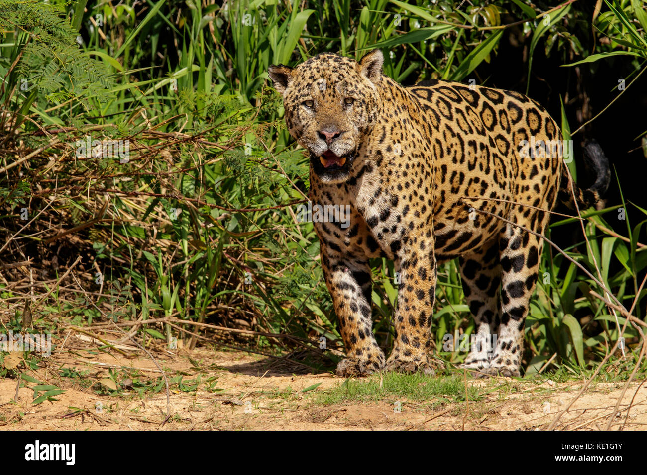 Jaguar nel Pantanal la regione del Brasile. Foto Stock
