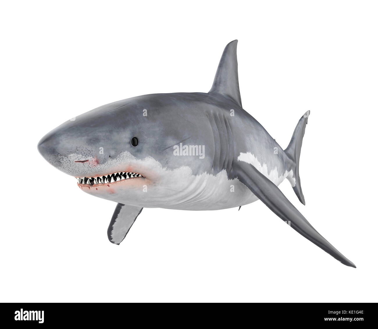 Il grande squalo bianco isolato Foto Stock