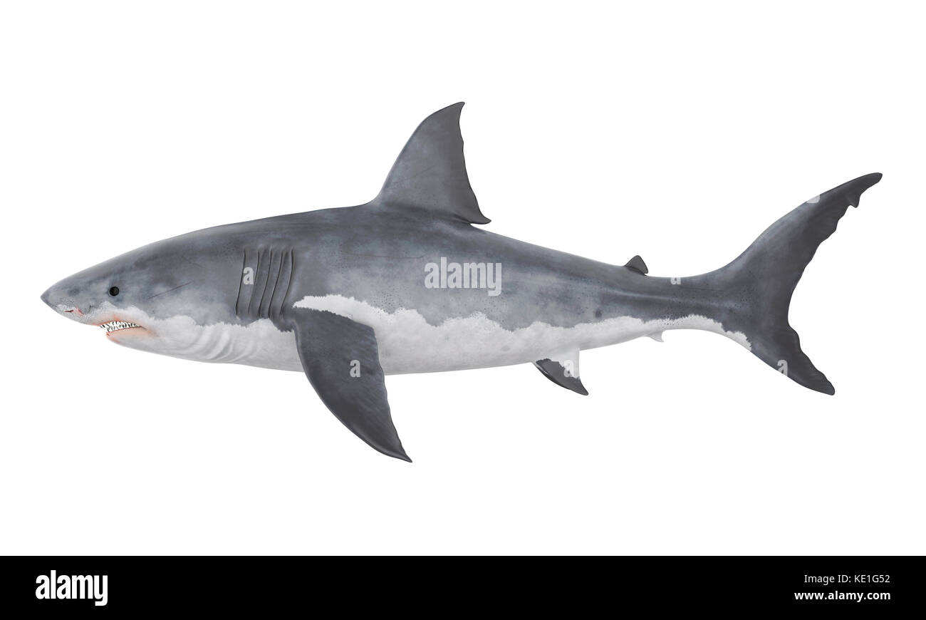 Il grande squalo bianco isolato Foto Stock