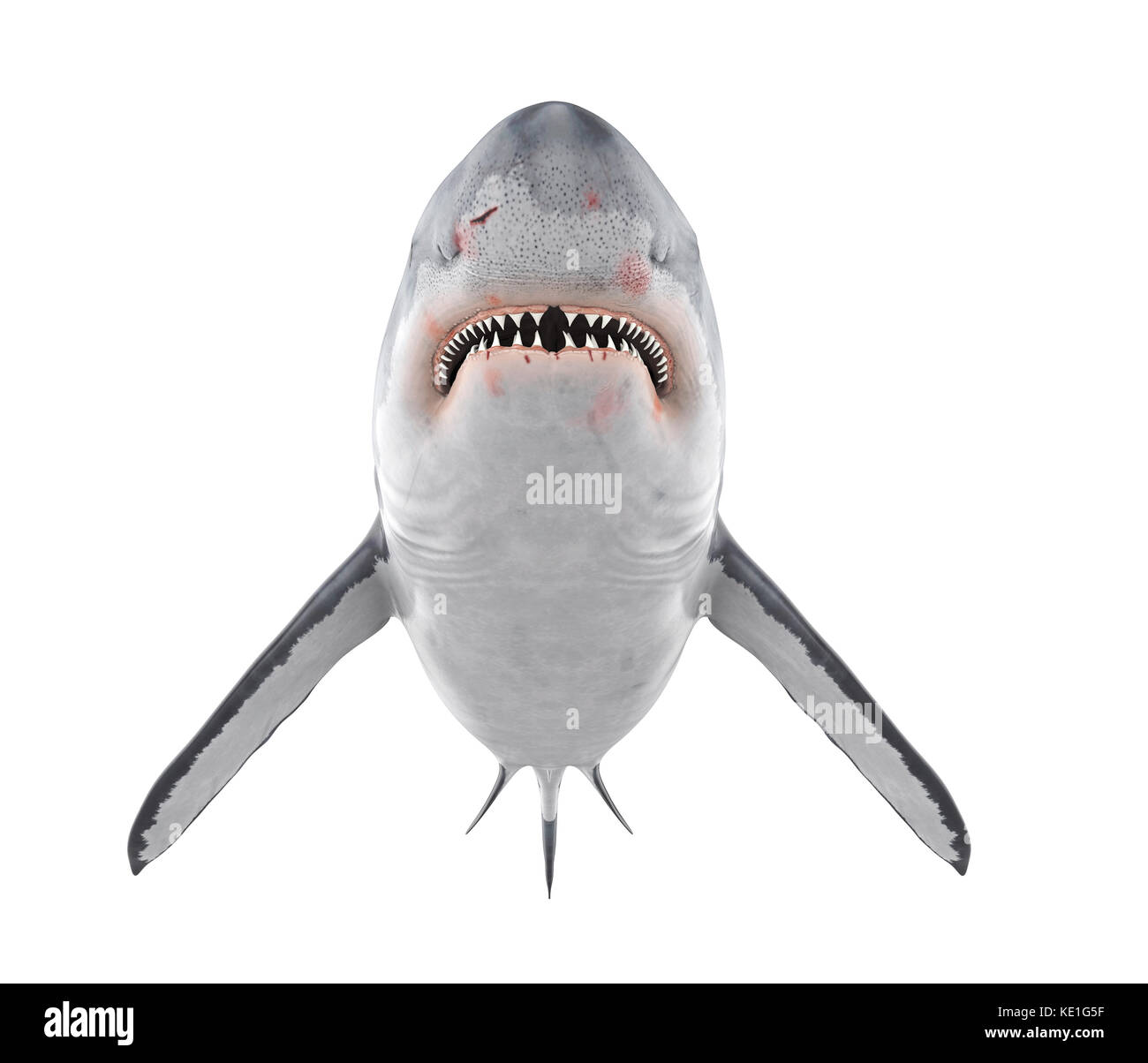 Il grande squalo bianco isolato Foto Stock