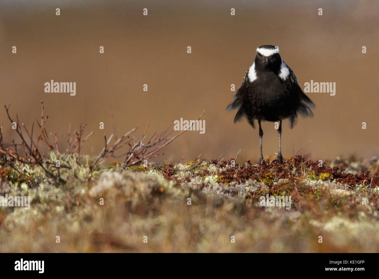 American Golden-Plover (Pluvialis dominica) appollaiato sulla tundra vicino a Churchill, Manitoba, Canada. Foto Stock