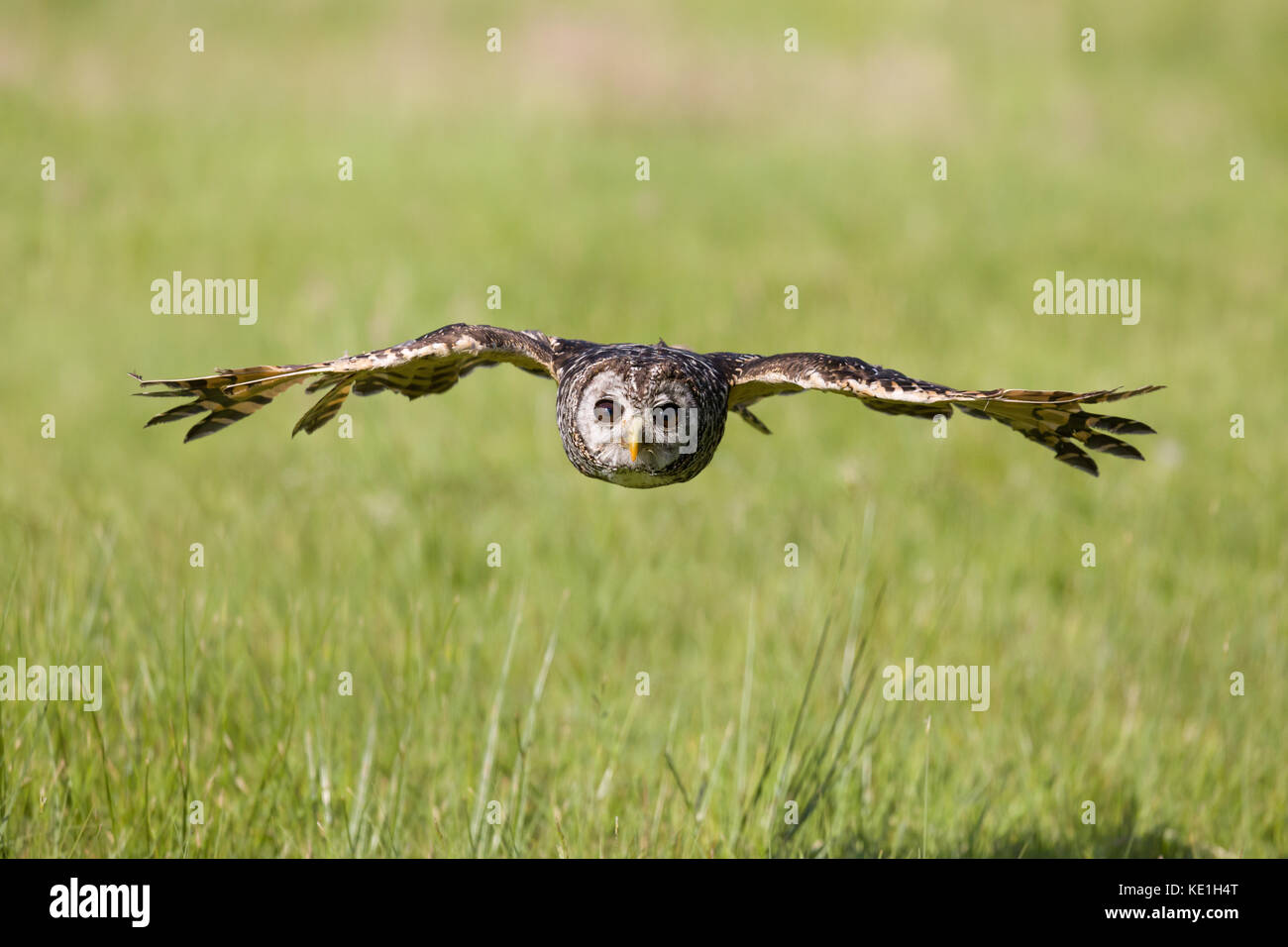Sud Americana chaco owl volando a bassa quota sopra la praterie Foto Stock