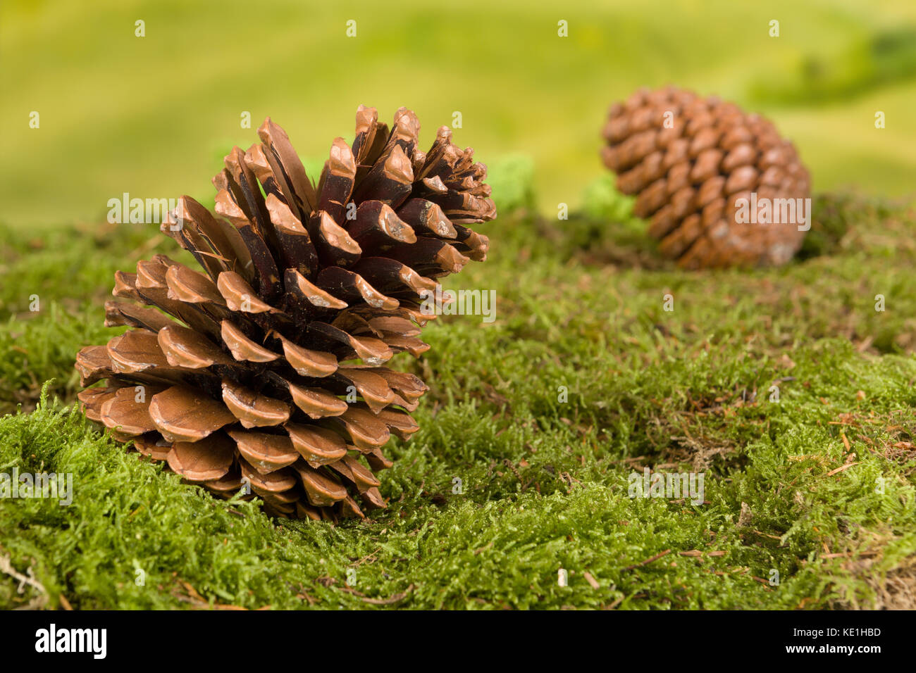 Sfondo per fiabesca o gnomo da giardino con scene di pigne nelle quali Foto Stock