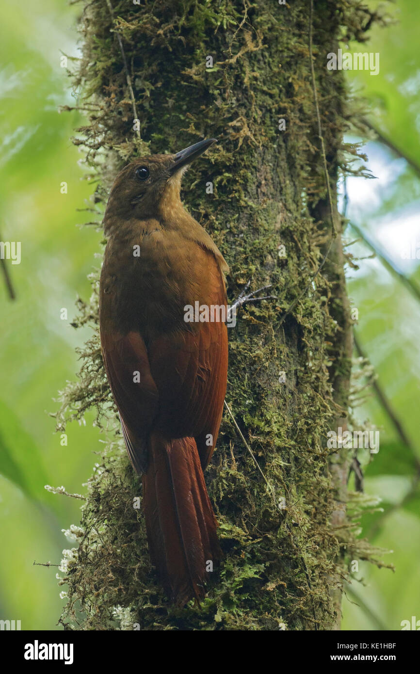 Woodcreeper Tyrannine (Dendrocincla tyrannina) appollaiato su un ramo nelle montagne delle Ande della Colombia. Foto Stock