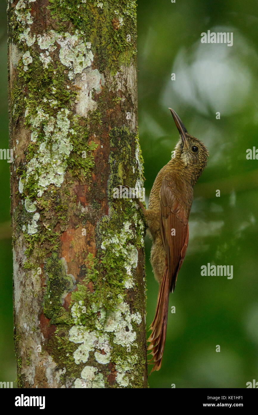 Barred-Woodcreeper amazzonica (Dendrocolaptes certhia) appollaiato su un ramo nella foresta pluviale della Guyana. Foto Stock